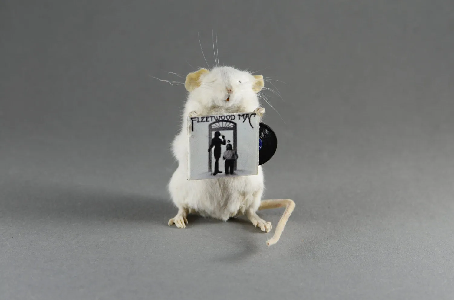 ANY RECORD Taxidermy Mouse