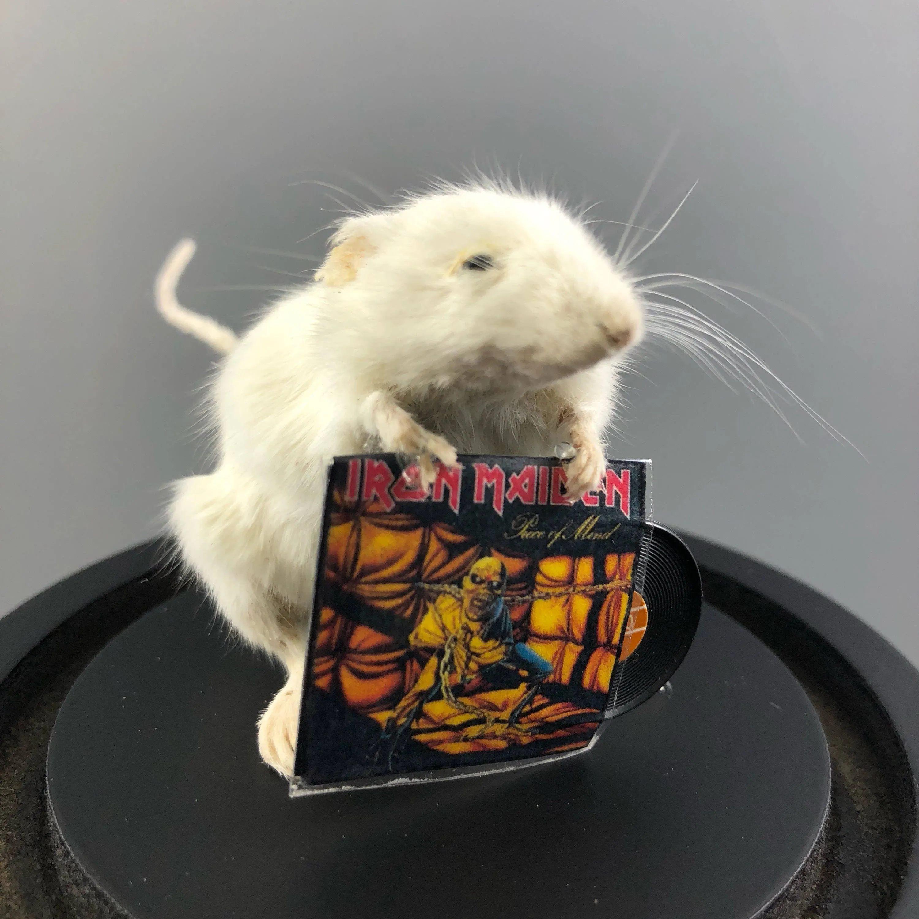 ANY RECORD Taxidermy Mouse