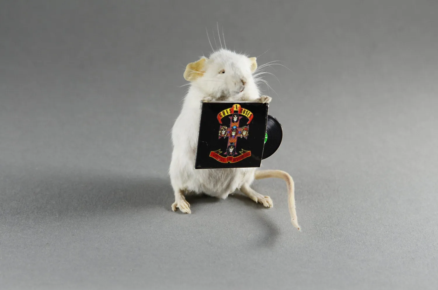 ANY RECORD Taxidermy Mouse