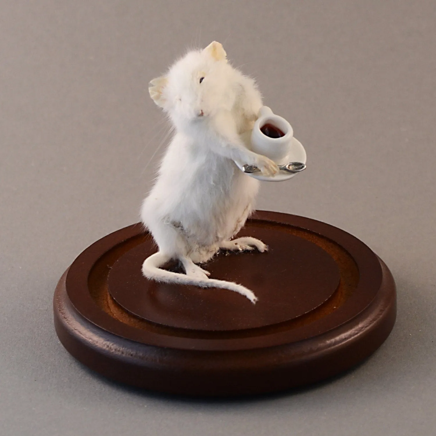Taxidermy Coffee Shop Mouse
